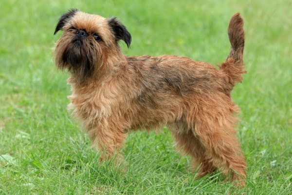 Самая маленькая собака в мире - порода, краткое описание и фото, а также топ 10 миниатюрных питомцев