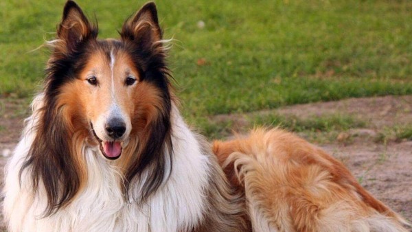 Самые красивые собаки в мире: фото, описание породы, топ 2016 года