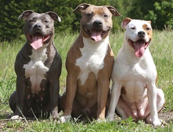 Самые опасные собаки в мире: топ 10 пород, представляющих угрозу для человека