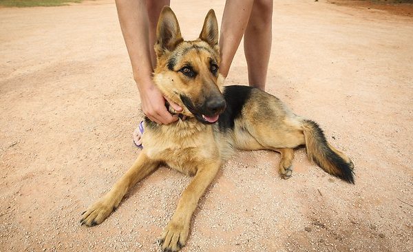 Самые преданные породы собак в мире: какие они умные, любящие хозяина, ТОП 10