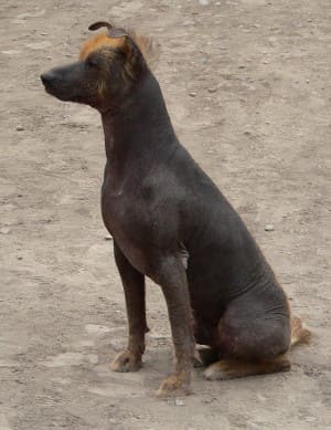 Самые страшные собаки в мире: топ 10 пород с непривлекательной внешностью, их описание и фото