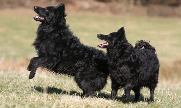 Самые страшные собаки в мире: топ 10 пород с непривлекательной внешностью, их описание и фото