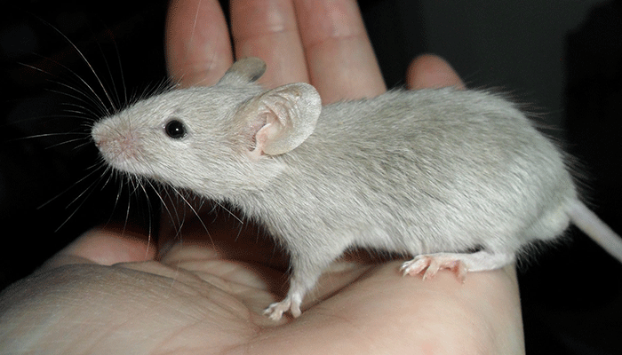 Сатиновая мышь