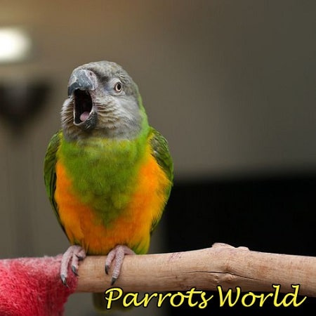 Сенегальский попугай