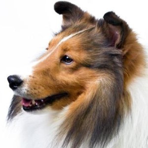 Шелти: характеристика породы, ее описание, стандарт собаки шетландская овчарка, уход и содержание, сколько живут