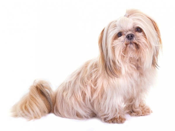 Ши-тцу: описание породы собак с фото, какой характер, отзывы, цена на щенков класса премиум и люкс