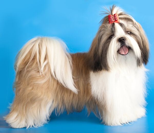 Ши-тцу: описание породы собак с фото, какой характер, отзывы, цена на щенков класса премиум и люкс