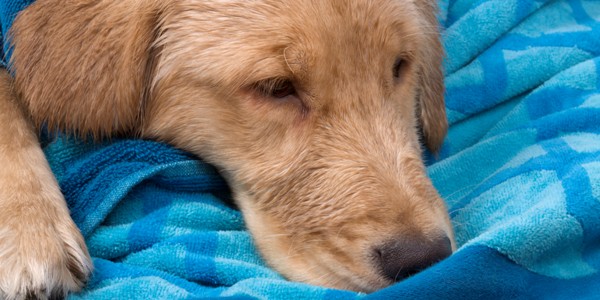 Симптомы энтерита у собак, признаки и лечение вирусного заболевания в домашних условиях