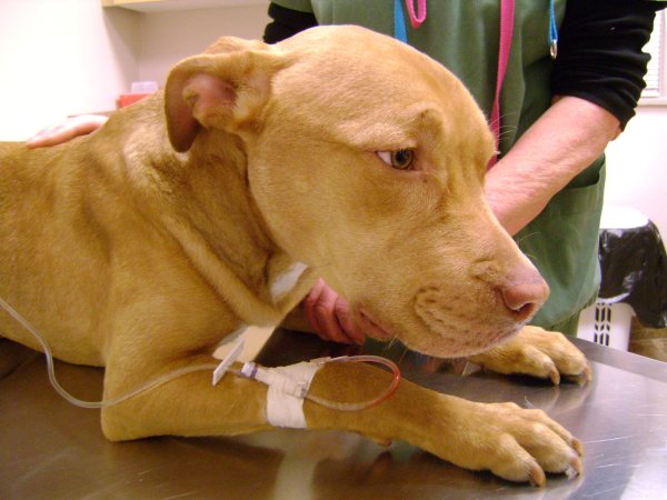 Симптомы энтерита у собак, признаки и лечение вирусного заболевания в домашних условиях
