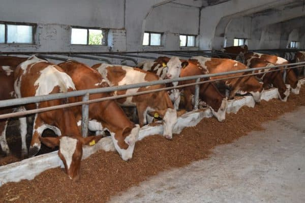 Системы и способы содержания коров
