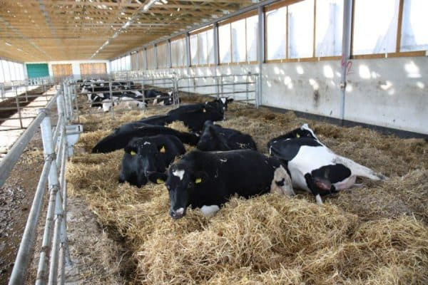 Системы и способы содержания коров