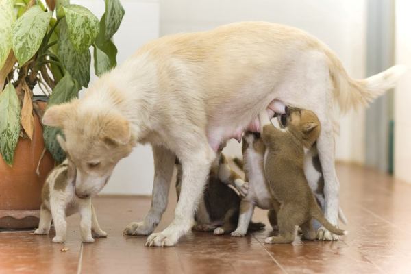 Сколько длится беременность у собак, продолжительность времени, месяцев и дней сука носит щенков