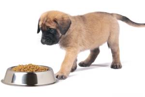 Сколько раз в день нужно кормить собаку: взрослую и щенка