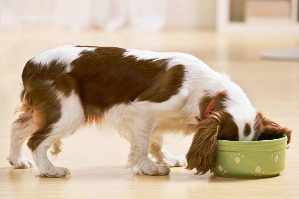 Сколько раз в день нужно кормить собаку: взрослую и щенка