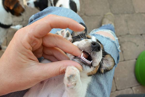 Смена зубов у собак: в каком возрасте меняются молочные на постоянные у щенков