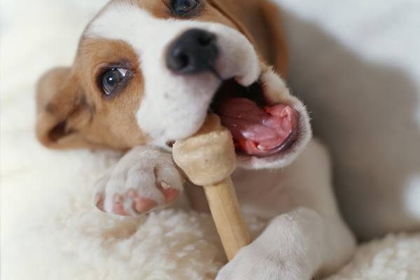 Смена зубов у собак: в каком возрасте меняются молочные на постоянные у щенков