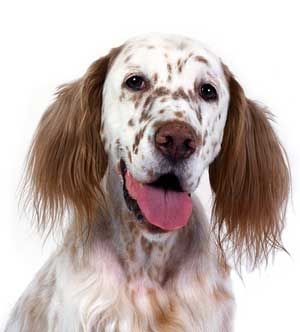 Собака сеттер: описание породы, характеристика навыков, условия содержания, виды