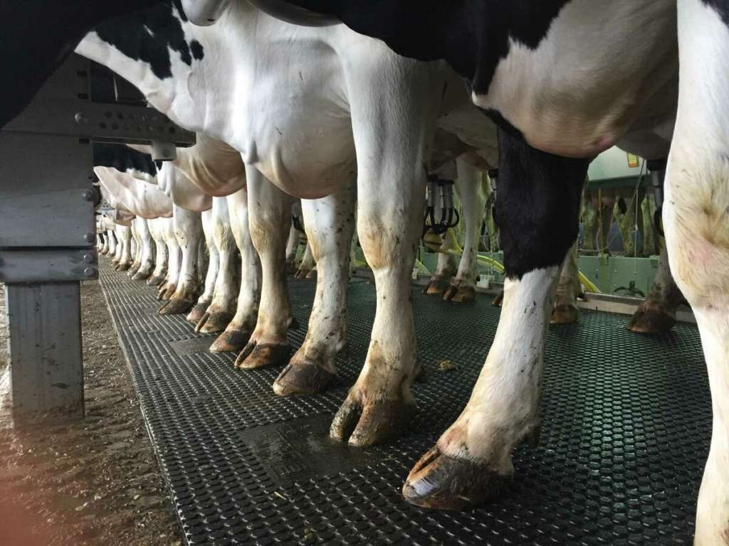 Строение копыт у коровы, их заболевания и лечение
