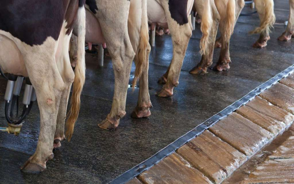 Строение копыт у коровы, их заболевания и лечение