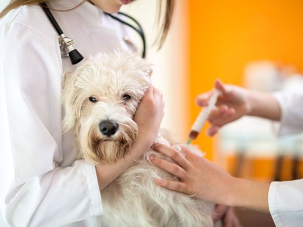 Таблица прививок собакам по возрасту, график вакцинации обязательной и дополнительной