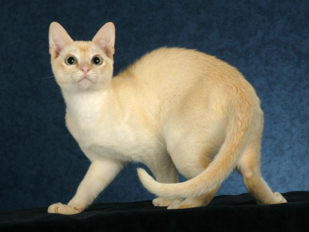 Тонкинская кошка
