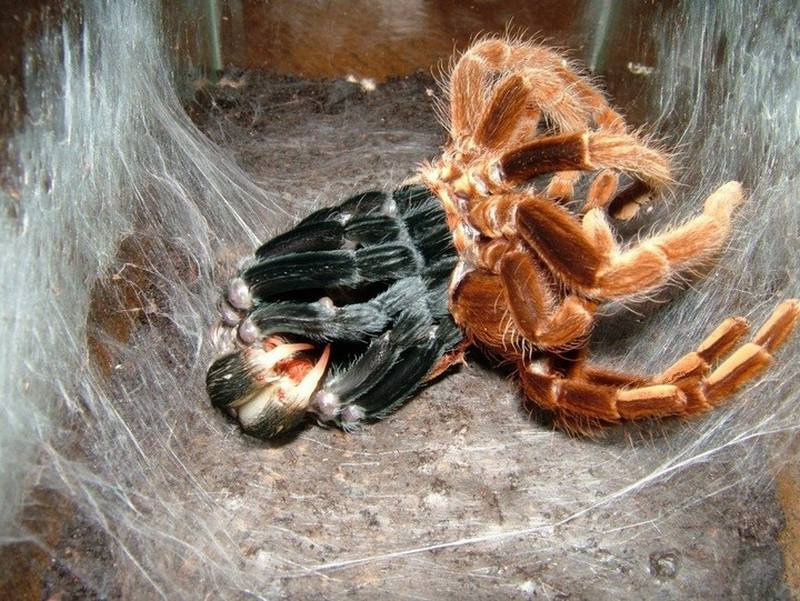 Топ 29 самых опасных пауков для человека