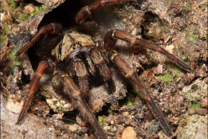 Топ 29 самых опасных пауков для человека