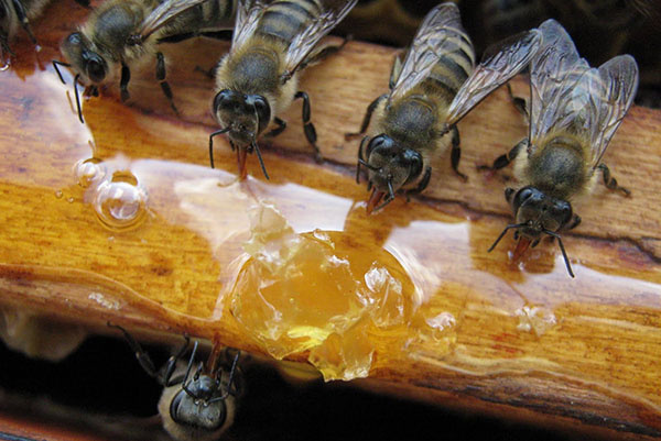 Весенняя подкормка пчел: различные виды подкормов