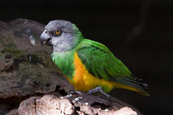 Виды и породы попугаев