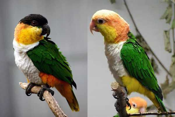 Виды и породы попугаев