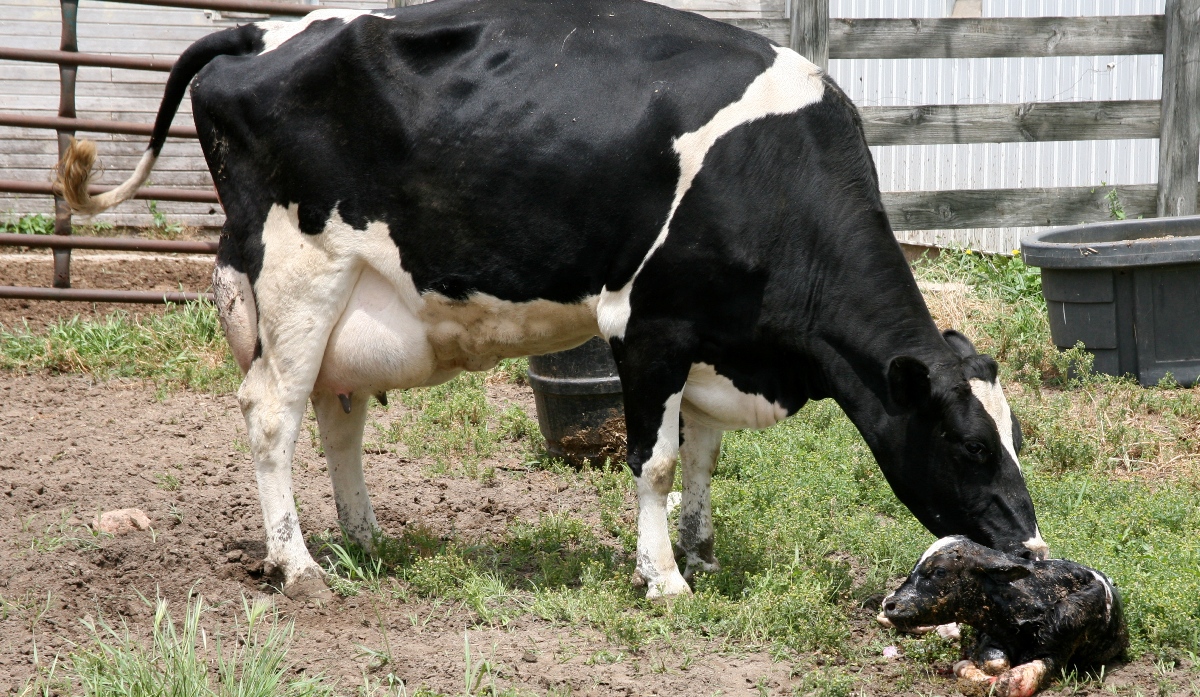 Выделения у коровы