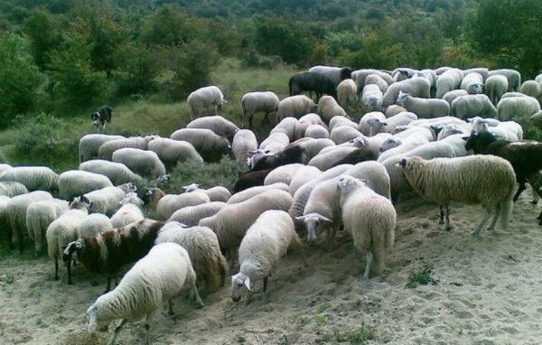 Выращивание овец