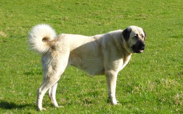 Высокие породы собак - топ-5 великанов, самых больших в мире