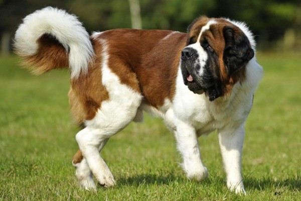 Высокие породы собак - топ-5 великанов, самых больших в мире