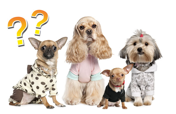 Загадки про собак для детей и взрослых, про разные породы, сложные и не очень, про щенка, с ответами и фото