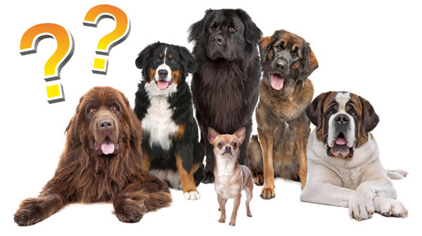 Загадки про собак для детей и взрослых, про разные породы, сложные и не очень, про щенка, с ответами и фото