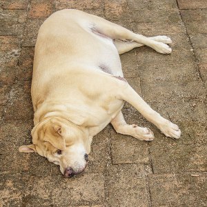 Заворот желудка у собак: симптомы и причины, первая помощь