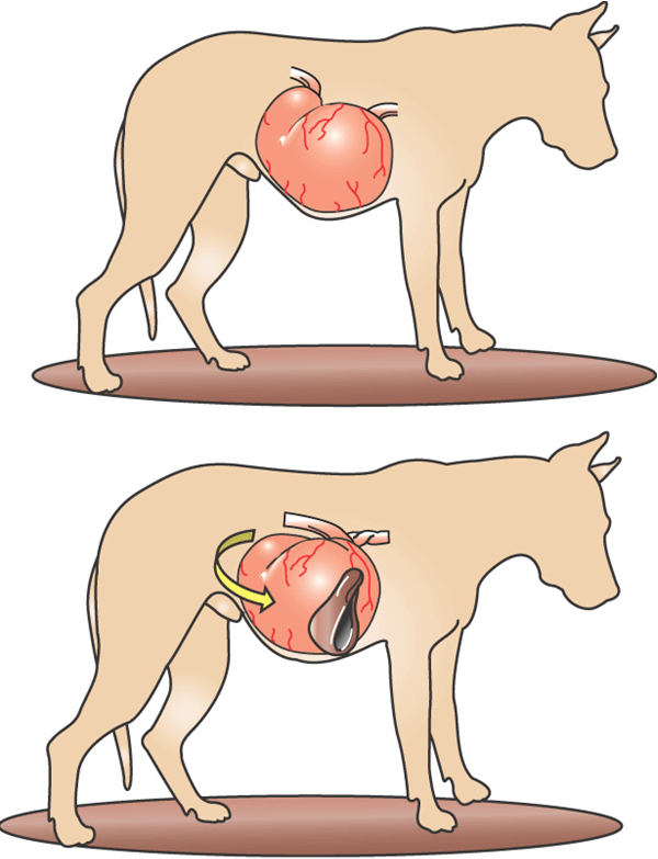 Заворот желудка у собак: симптомы и причины, первая помощь