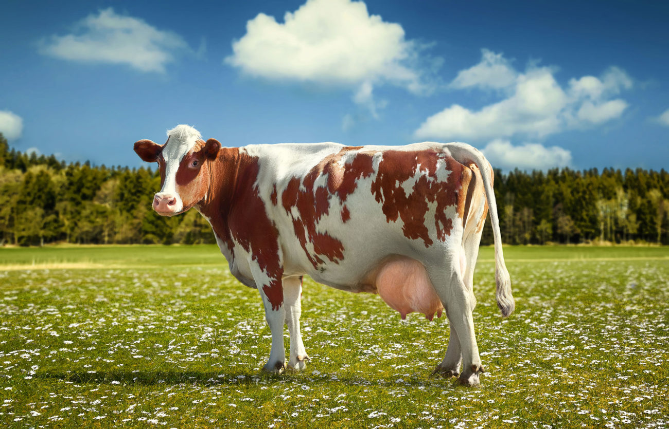 Айрширская корова: характеристика породы и правила содержания