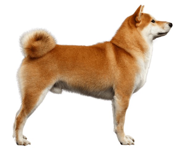 Акита - порода собак: описание, характеристика, отзывы владельцев