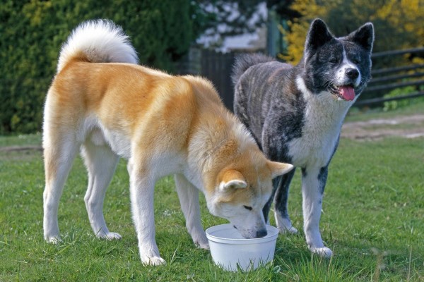 Акита - порода собак: описание, характеристика, отзывы владельцев