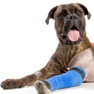 Артрит у собак: симптомы, препараты и как лечить разные формы заболевания