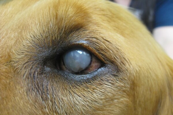 Бельмо на глазу у собаки: лечение, фото, признаки и симптомы лейкомы