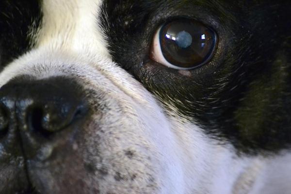 Бельмо на глазу у собаки: лечение, фото, признаки и симптомы лейкомы