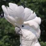 Белый какаду альба