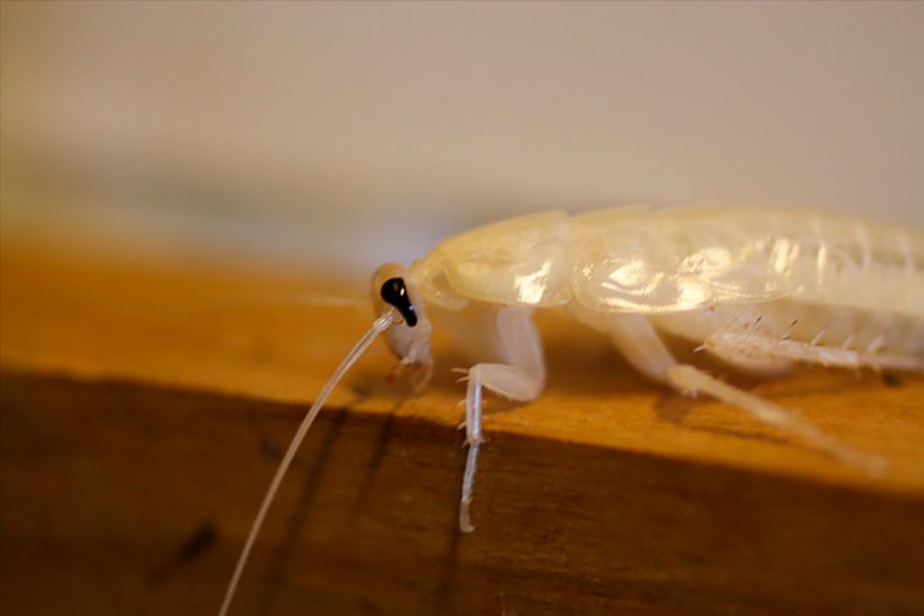 Белый таракан (Альбинос)