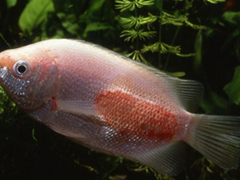 Болезни аквариумных рыб: 17 видов