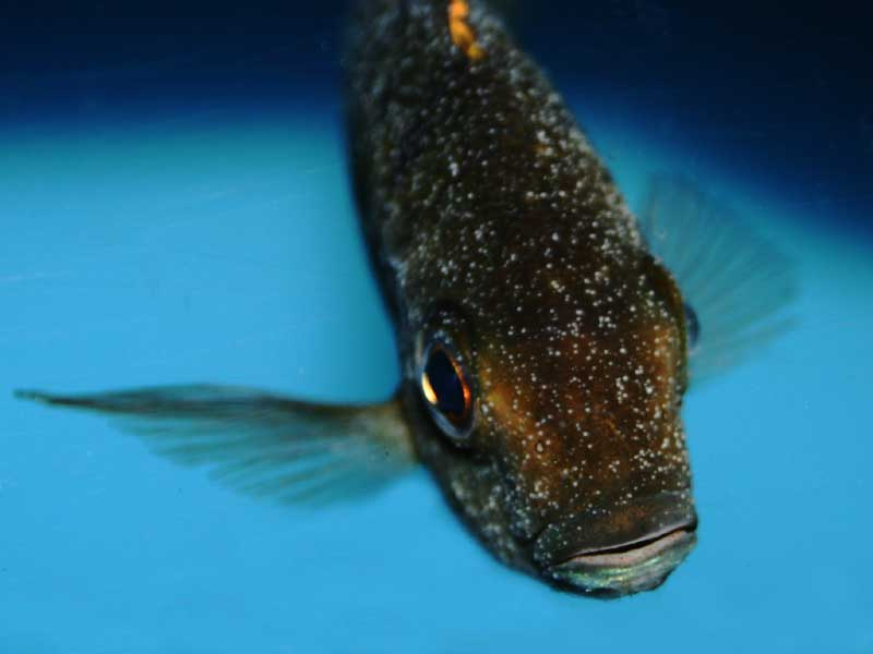 Болезни аквариумных рыб: 17 видов