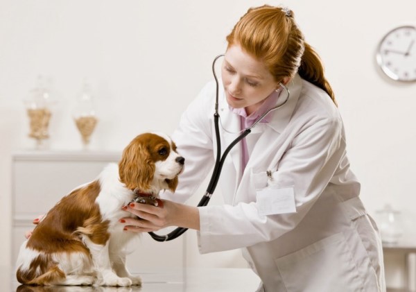 Болезни собак и их признаки и лечение, симптомы патологии, как понять, что питомец нездоров и чем можно заразиться