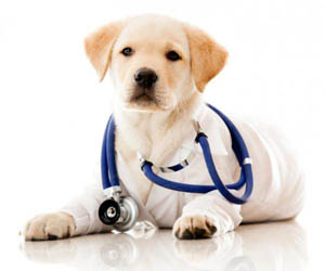 Болезни собак и их признаки и лечение, симптомы патологии, как понять, что питомец нездоров и чем можно заразиться